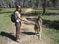 Feeding the kangaroos!