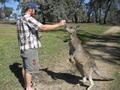 Feeding the kangaroos2