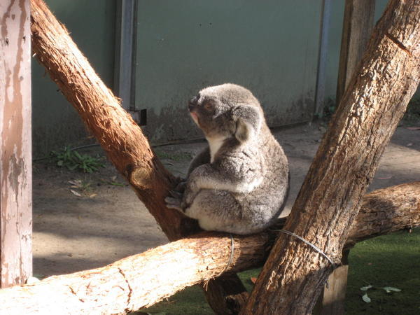 Cutie little koala