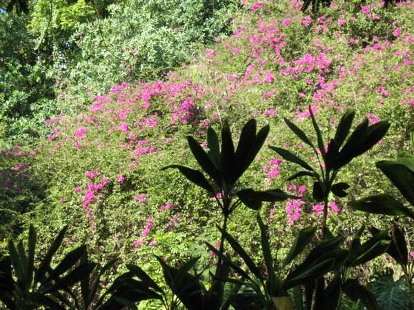 National Tropical Botanical Gardens