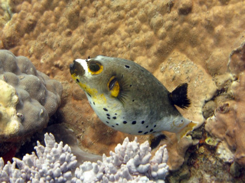 black spotted pufferfish