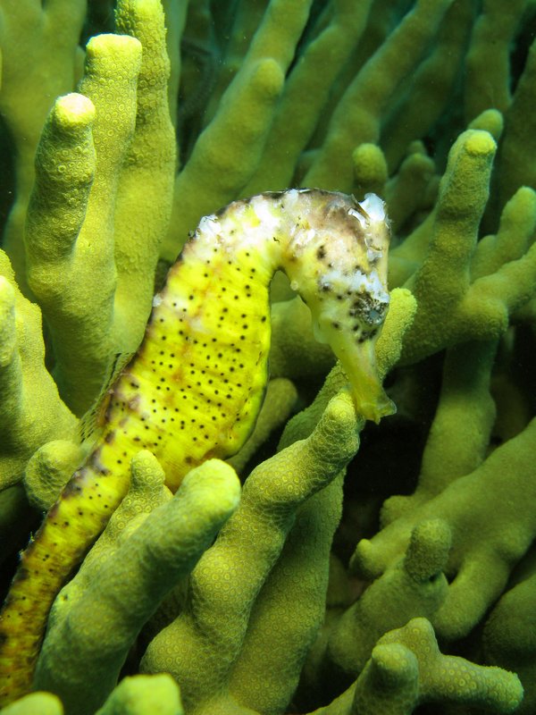 green seahorse