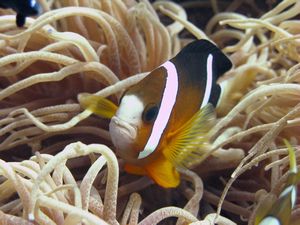clarck anemonefish