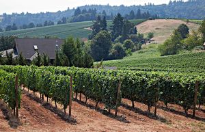 Vineyards of the Yamhill Valley