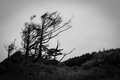 Shore Trees-2