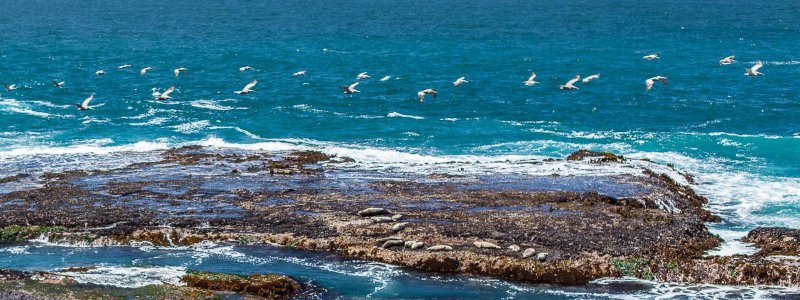 Mendocino Coastal Bluffs and a passing flock of pelicans