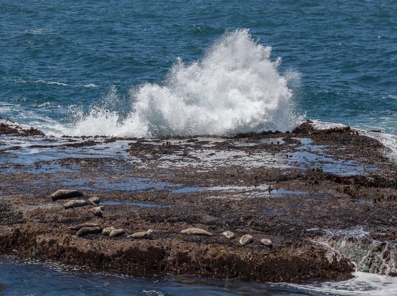 Mendocino Coastal Bluffs - Surf and Seals
