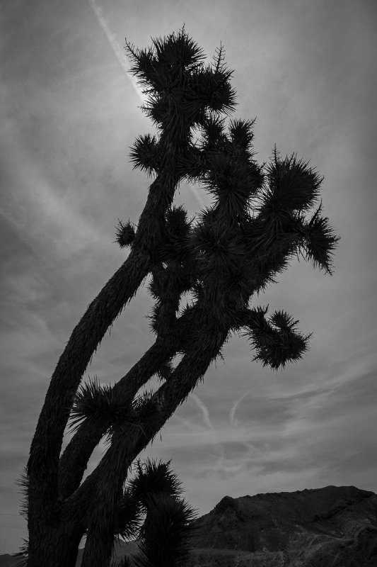 Cactus of Death Valley