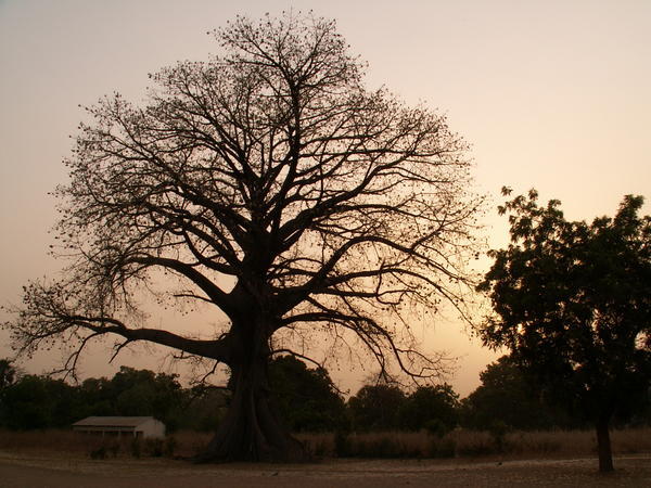 Een mooie baobab