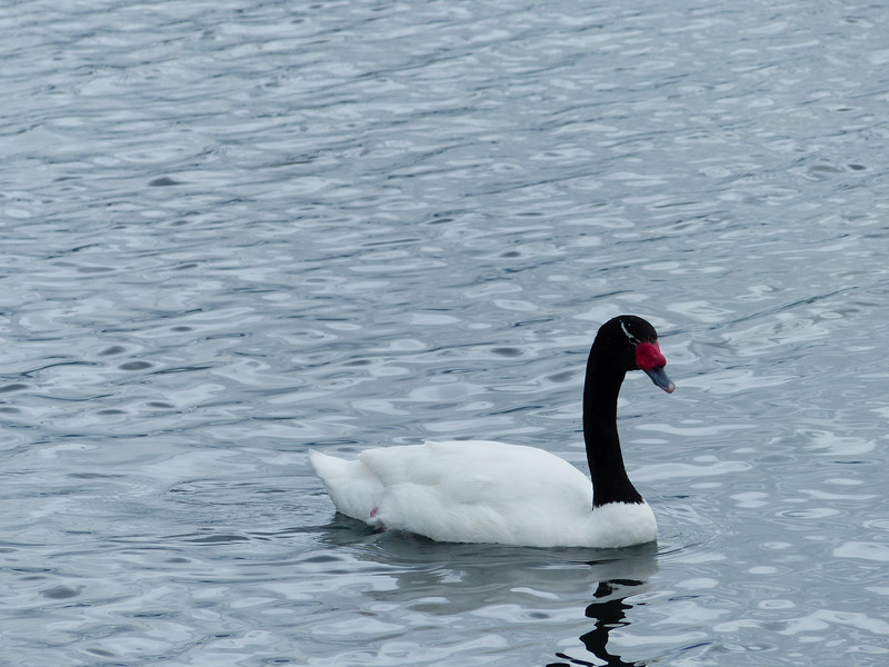 Black necked swan