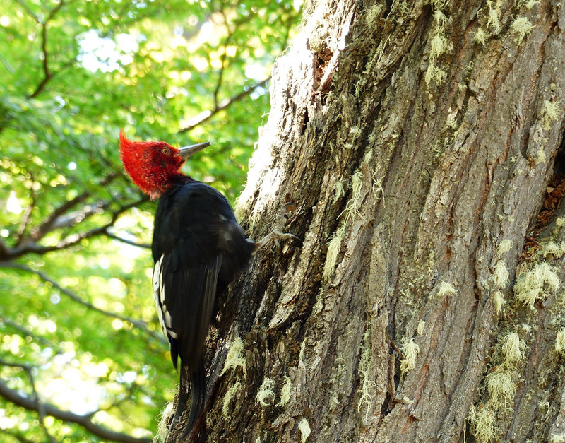 Magallenic woodpecker