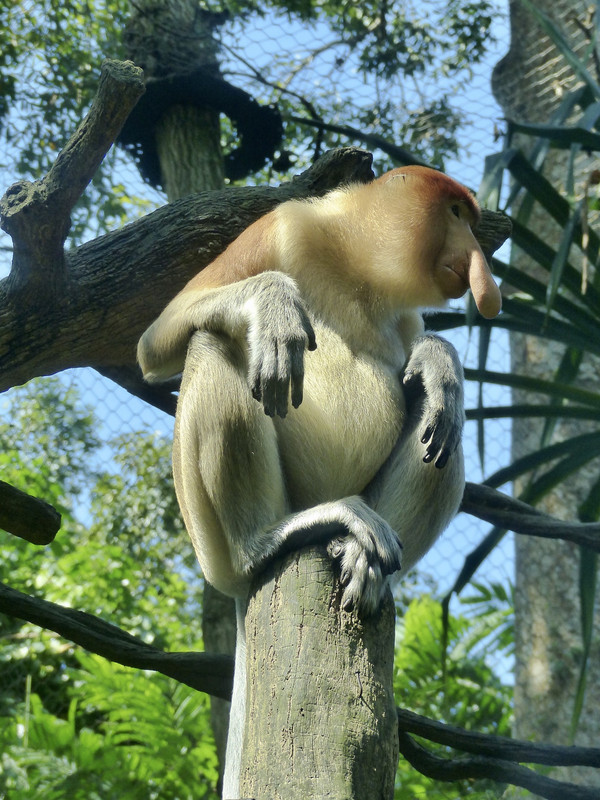 Probiscus monkey - Singapore Zoo