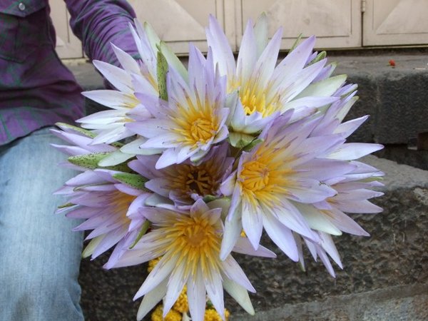 temple flowers