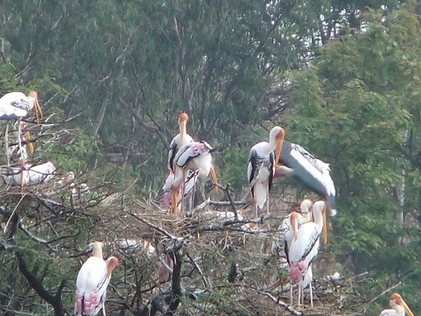 storks at the new palace
