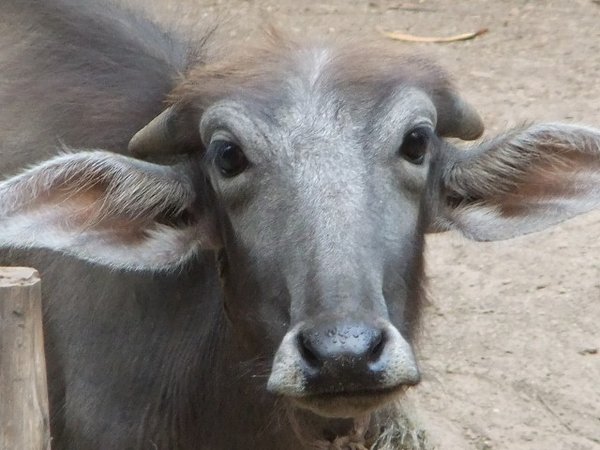 Young water buffalo are so silly looking