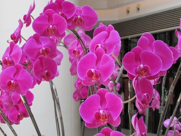 orchids - the most common flower in HK