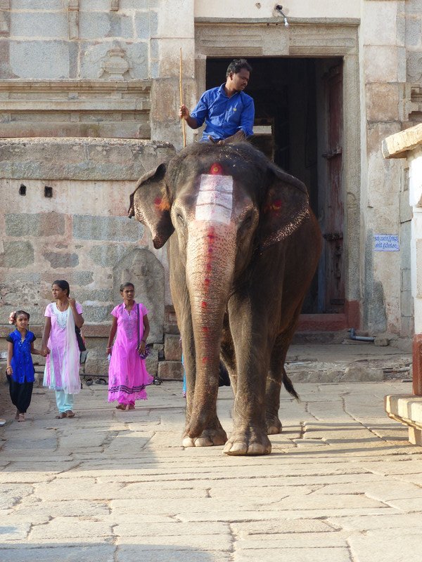 Lakhsmi the temple elephant 