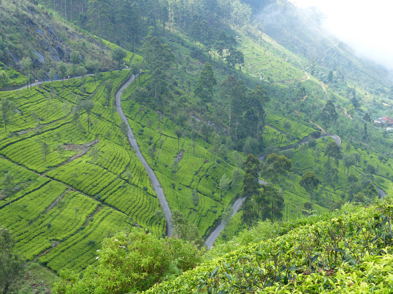 Switch back road through tea plantations