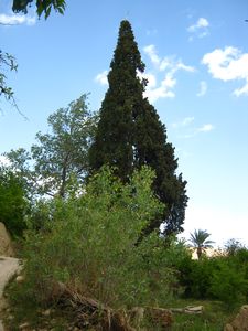 A tall cypress
