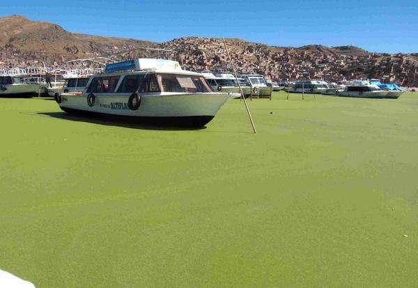 Algae in Puno Bay