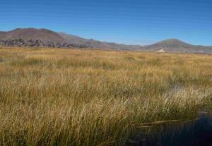 The Reeds on Titicaca