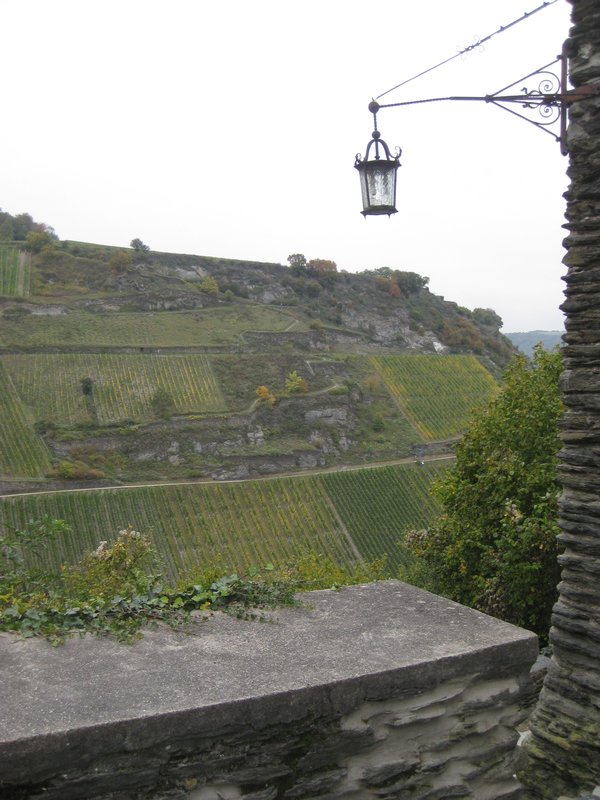 View of the vineyards from the Jugendherberge