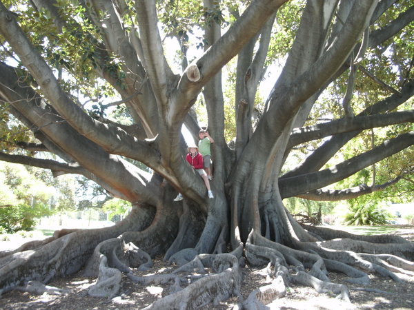 King's park fig tree