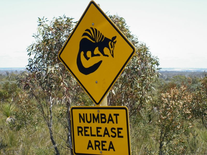 Watch Out Numbats Crossing 