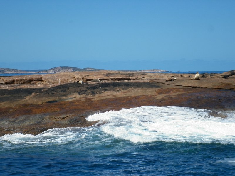Seals on the rock