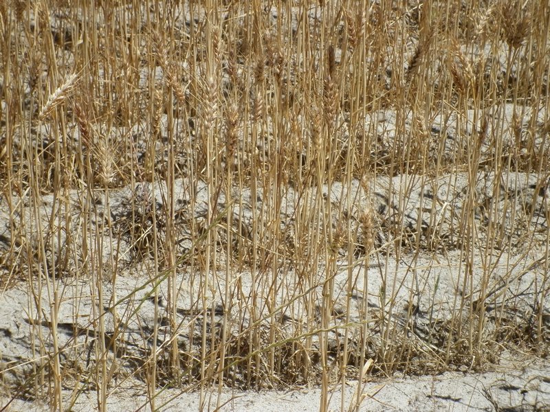 WA - sandy Wheat Fields