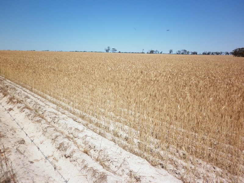 WA - sandy Wheat Fields