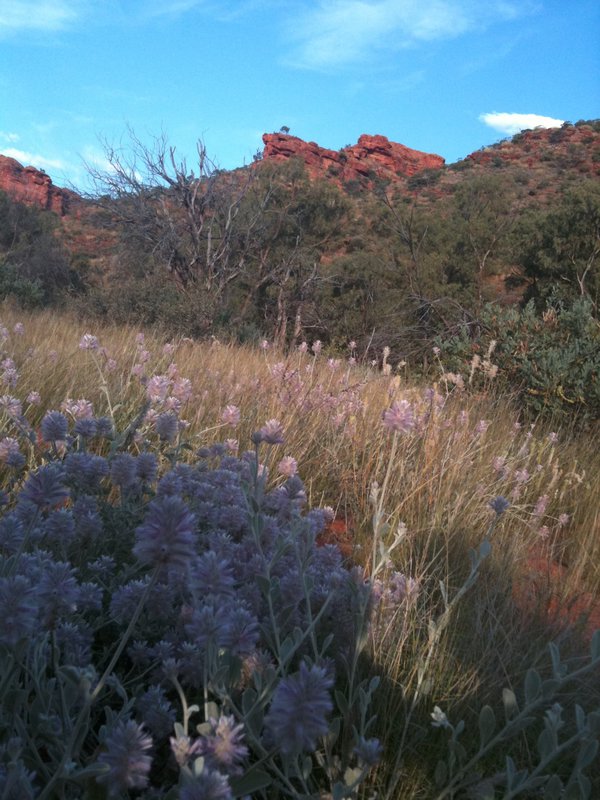 Wild flowers with Canyon in the background
