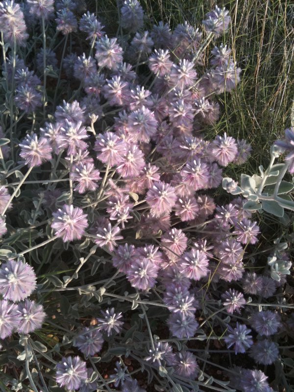 wild flowers