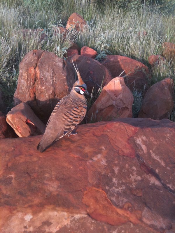 This pigeon just sat and posed