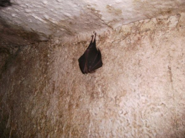 a bat,