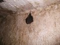 a bat,