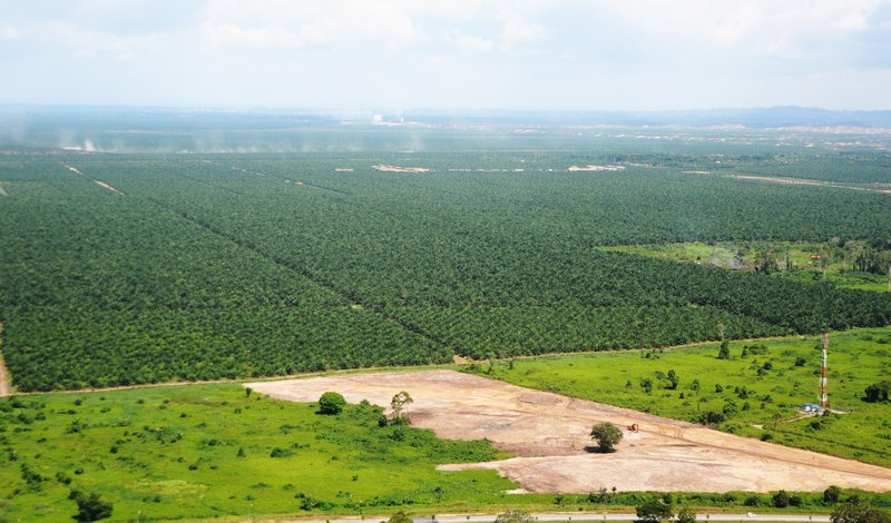 palm oil plantations near Miri