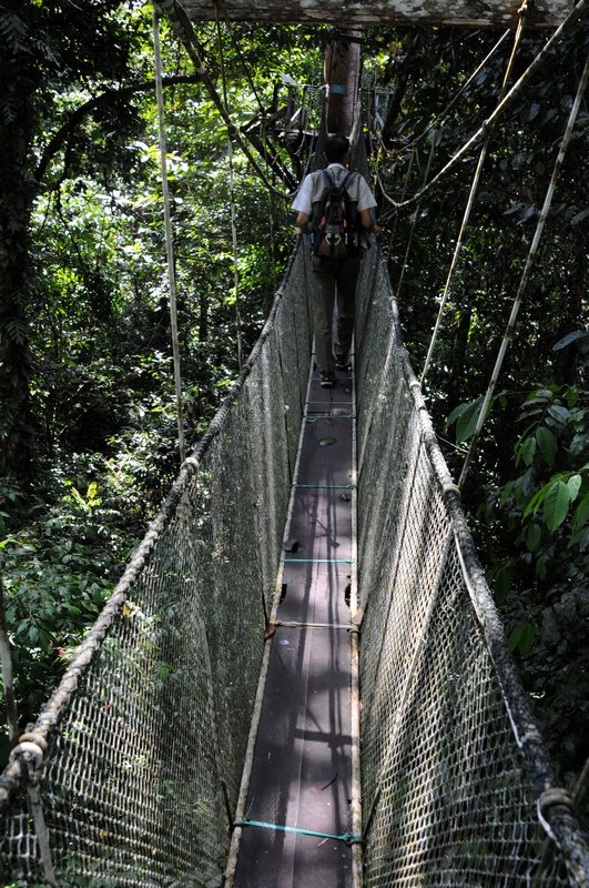 a walk in the jungle canopy