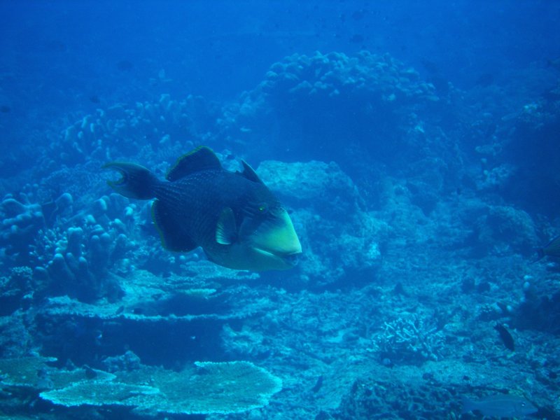 this triggerfish kept attacking me...
