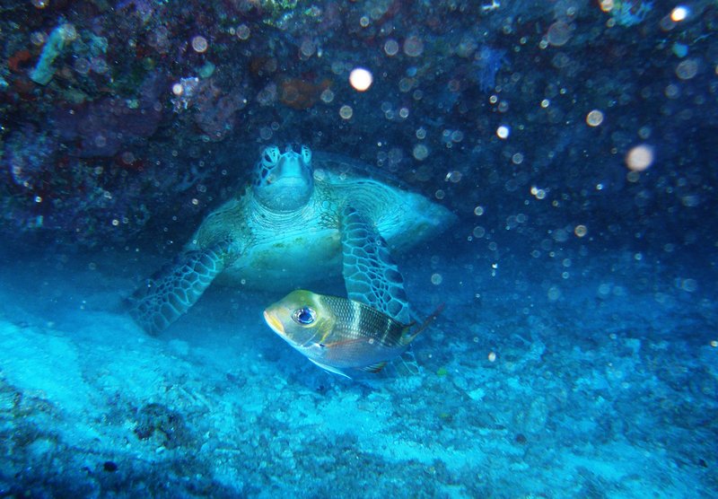 turtle and friend
