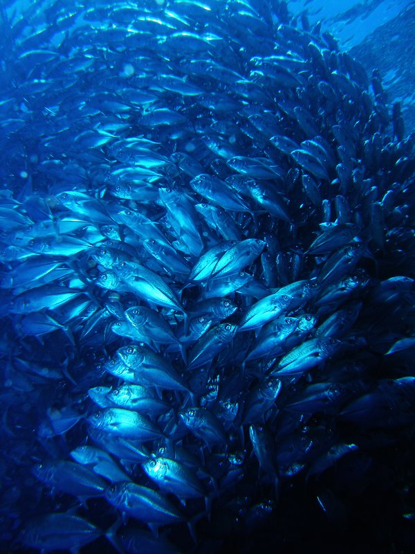large shoal of fish