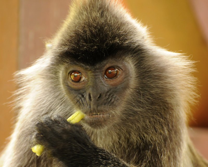 adult silver-leafed monkey