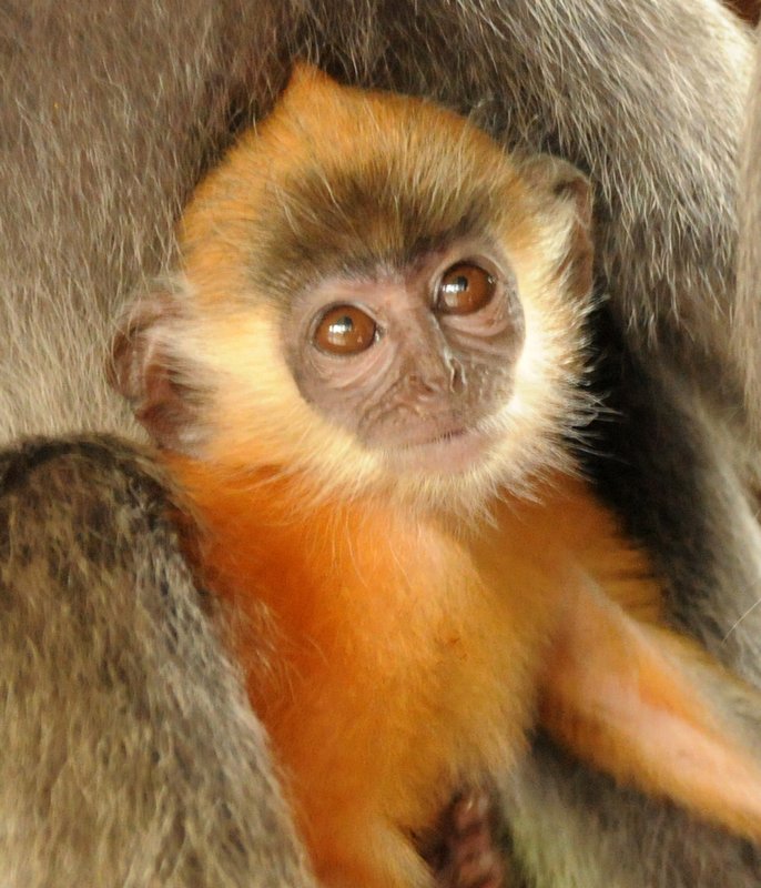 young silver-leafed monkey