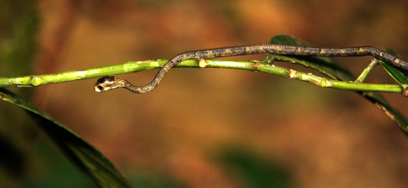 a tiny young vine snake