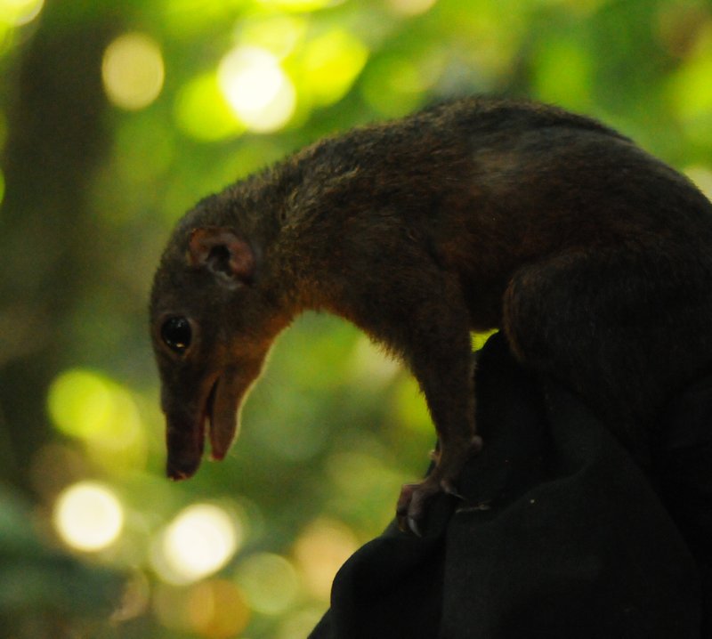 a tree shrew ready to be released