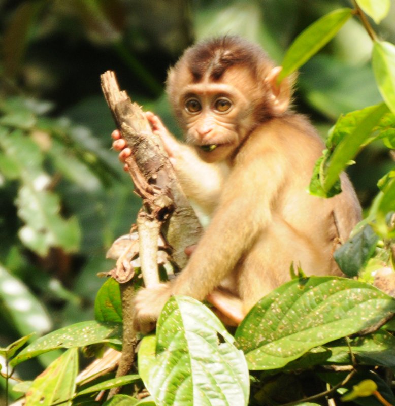 young macaque
