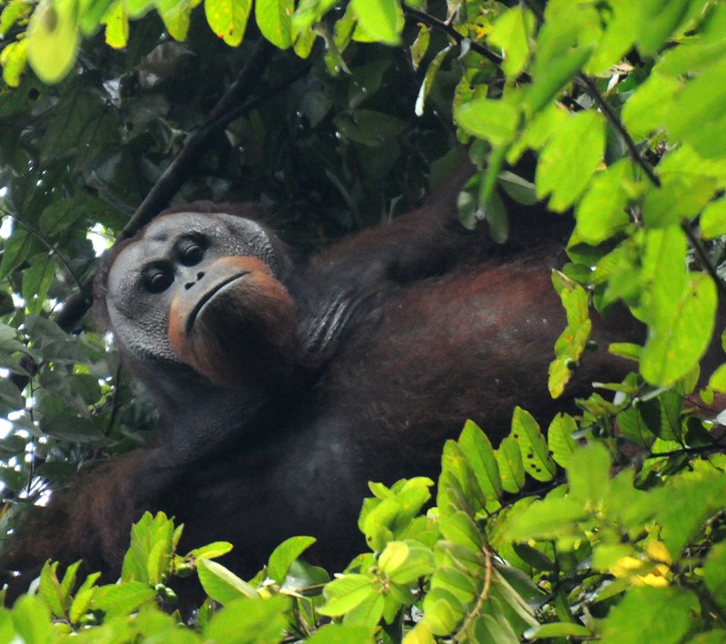 a wild male orang-utan
