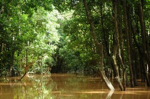 a flooded forest