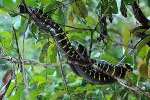 a mangrove snake