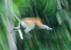 proboscis monkey in free-fall